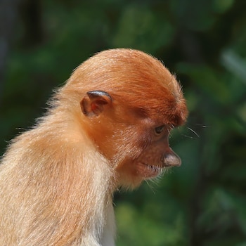 Las hembras tienen narices más