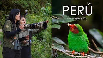 Propuesta de ACR en Junín destaca en el Global Big Day 2026 con más de 100 aves registradas