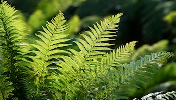 Helecho Macho o Dryopteris affinis