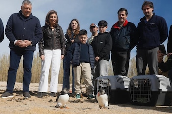 Suelta de dos frailecillos atlánticos