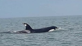 El cetáceo sorprendió a los