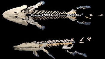 El cuello de los primeros vertebrados terrestres habría sido rígido: cuál fue el impacto en su evolución