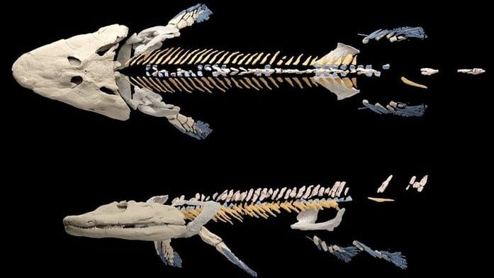 El cuello de los primeros vertebrados terrestres habría sido rígido: cuál fue el impacto en su evolución