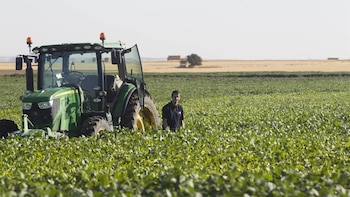 Estiman que la Argentina es el único productor agrícola del mundo que mejoraría su cosecha pese a El Niño