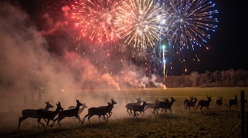 Una manada de ciervos corre por un campo oscuro bajo un cielo con múltiples explosiones de fuegos artificiales de colores y abundante humo.