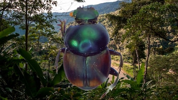 Hallan seis nuevas especies de escarabajos estercoleros para el Perú en parque Bahuaja-Sonene