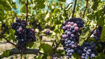 Pisco es un pueblo de pescadores y agricultores en Perú, cuya existencia data de los siglos XVI. (PromPerú)