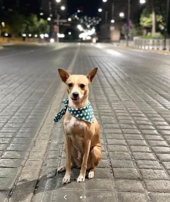 La historia de “Ronchita” conmueve