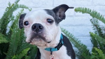 Así fue el reencuentro entre un perro robado luego de cuatro años con su dueño