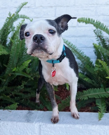 La foto de Baeya difundida en redes sociales permitió identificarla y acelerar la notificación a su dueño.