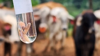Costa Rica acumula 57 personas contagiadas y más de nueve mil animales afectados por gusano barrenador
