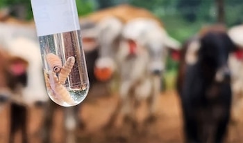 La infestación parasitaria puede desarrollarse cuando las larvas de una mosca ingresan en heridas o lesiones expuestas. (FOTO: Proceso Digital)