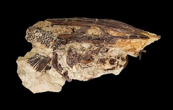 Un fósil de pez espátula