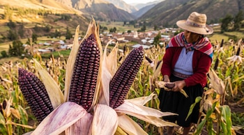 Primer plano de tres mazorcas de maíz morado. Una mujer con sombrero y ropa tradicional cosecha maíz en un campo. Al fondo, un pueblo y montañas.