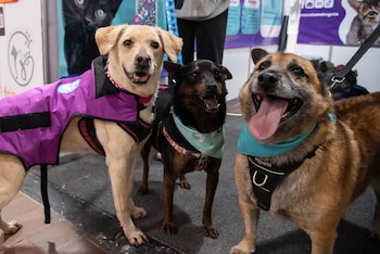 El mercado de animales de compañía continúa expandiéndose, impulsado principalmente por la demanda de alimentos y servicios médico-veterinarios. - crédito Expopet