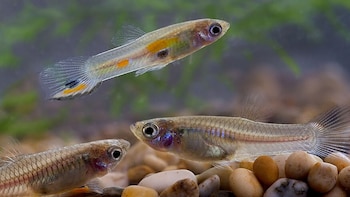 Imagen de tres peces Guppy, uno flotando y dos en el fondo, con cuerpos translúcidos y marcas de color, sobre un lecho de rocas