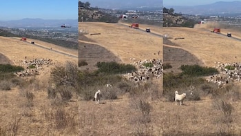 Un perro pastor en California se convirtió en el héroe de un rescate en helicóptero, y todo quedó filmado por un dron policial