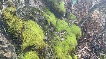 La extracción de especies nativas