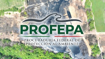 Hallazgo de peces muertos en Veracruz provoca que Profepa clausure operaciones en alcoholera