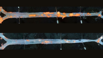 La arteria de un ratón