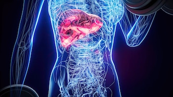 El páncreas cumple funciones esenciales