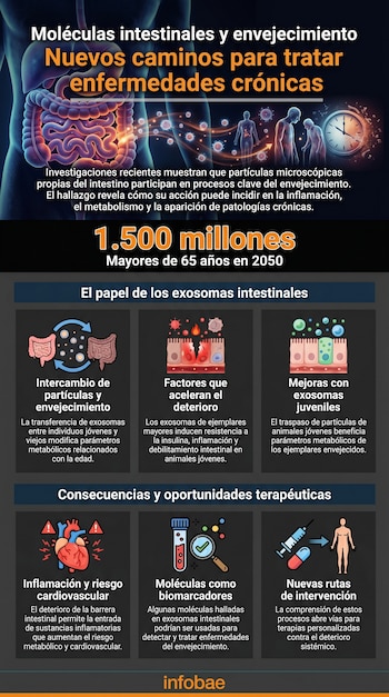 Infografía sobre moléculas intestinales y envejecimiento. Muestra un torso con intestinos, partículas celulares, figuras humanas de diferentes edades y paneles con íconos de ciencia y salud.