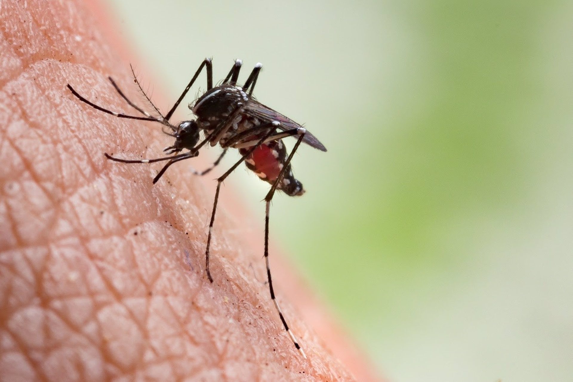 La cadena de transmisión involucra principalmente a los mosquitos, que pueden diseminar el virus tras alimentarse de aves infectadas. Personas de todas las edades pueden contraer la infección, aunque ciertos grupos presentan mayor vulnerabilidad (OCV)