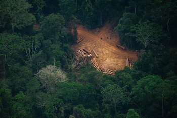 La multa por talar un