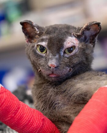 Hope fue rescatada en estado