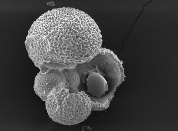 Cuanto más ácido es el