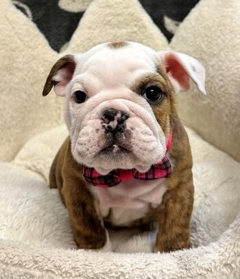 Este incidente se convirtió en