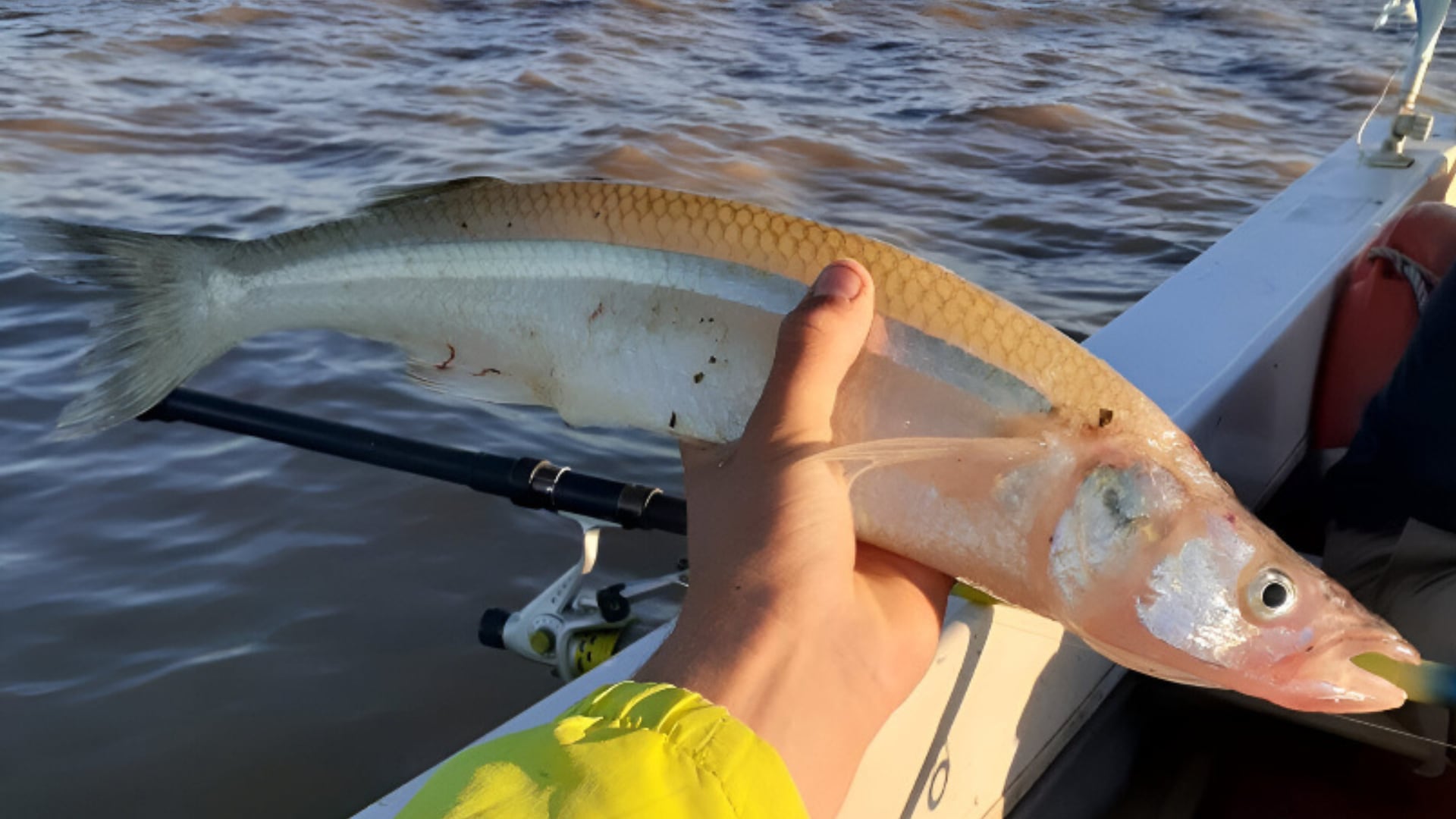 El sexo biológico del pejerrey está determinado por factores genéticos y ambientales, con especial influencia de la temperatura/Crédito Wikipedia