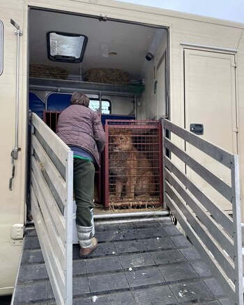 Un grupo de animales de un santuario cercano a Kiev lograron ser trasladados a un zoológico de Polonia (REUTERS)