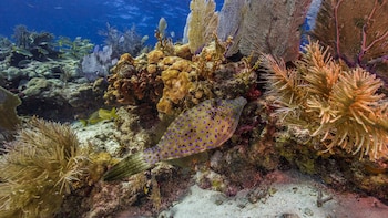 Los arrecifes protegen las costas