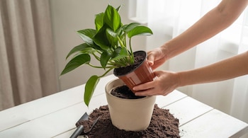 PLANTAS HABLAN DECO