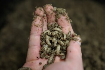 Imagen de referencia. El Tenebrio