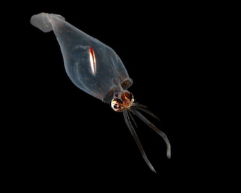 nota The twilight zone