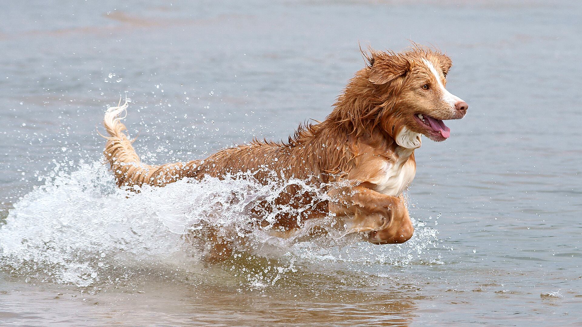 El Retriever de Nueva Escocia se destaca por su energía, pelaje rojizo y predisposición a enfermedades autoinmunes según estudios recientes. (Viljo Koirarannalla)