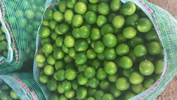 Precio del limón podría subir por efectos del fenómeno El Niño