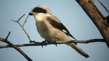 Alcaudón chico. (Daniel Bastaja/Wikimedia Commons)