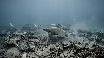 Una tortuga marina nada en un lecho marino gris con corales rotos y cubiertos de sedimento; tres peces y plumas flotan en el agua oscura