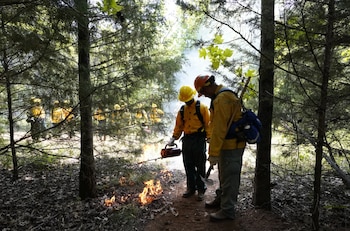 Dos bomberos forestales con cascos y equipo amarillo prenden fuego a la hojarasca en el suelo de un denso bosque, con humo y otros bomberos al fondo