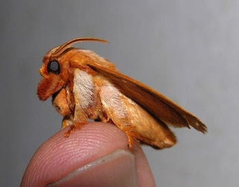 Algunos especialistas sugieren que podría