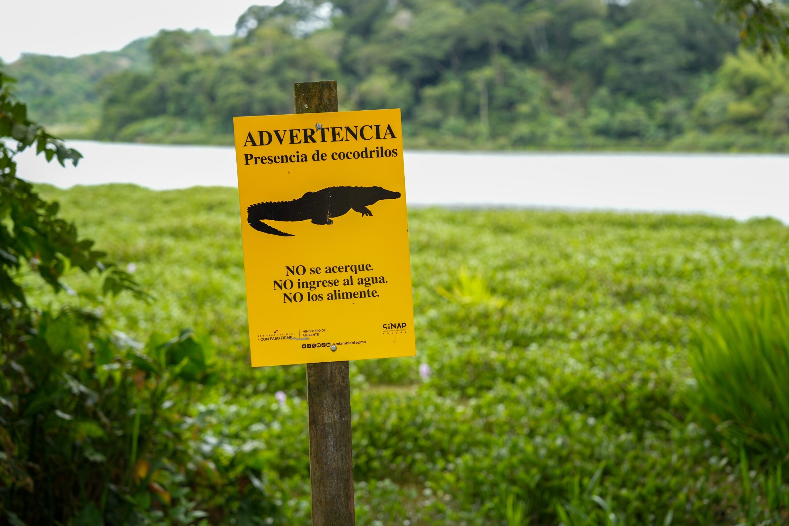 MiAMBIENTE deberá identificar y colocar advertencias en sitios donde coincidan la presencia frecuente de estos reptiles y las actividades humanas. Tomada de MiAmbiente