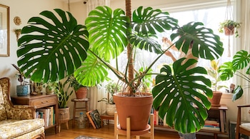 Planta Monstera deliciosa con hojas grandes y perforadas, persona rocía agua, otras plantas, muebles de madera, libros, ventana iluminada.