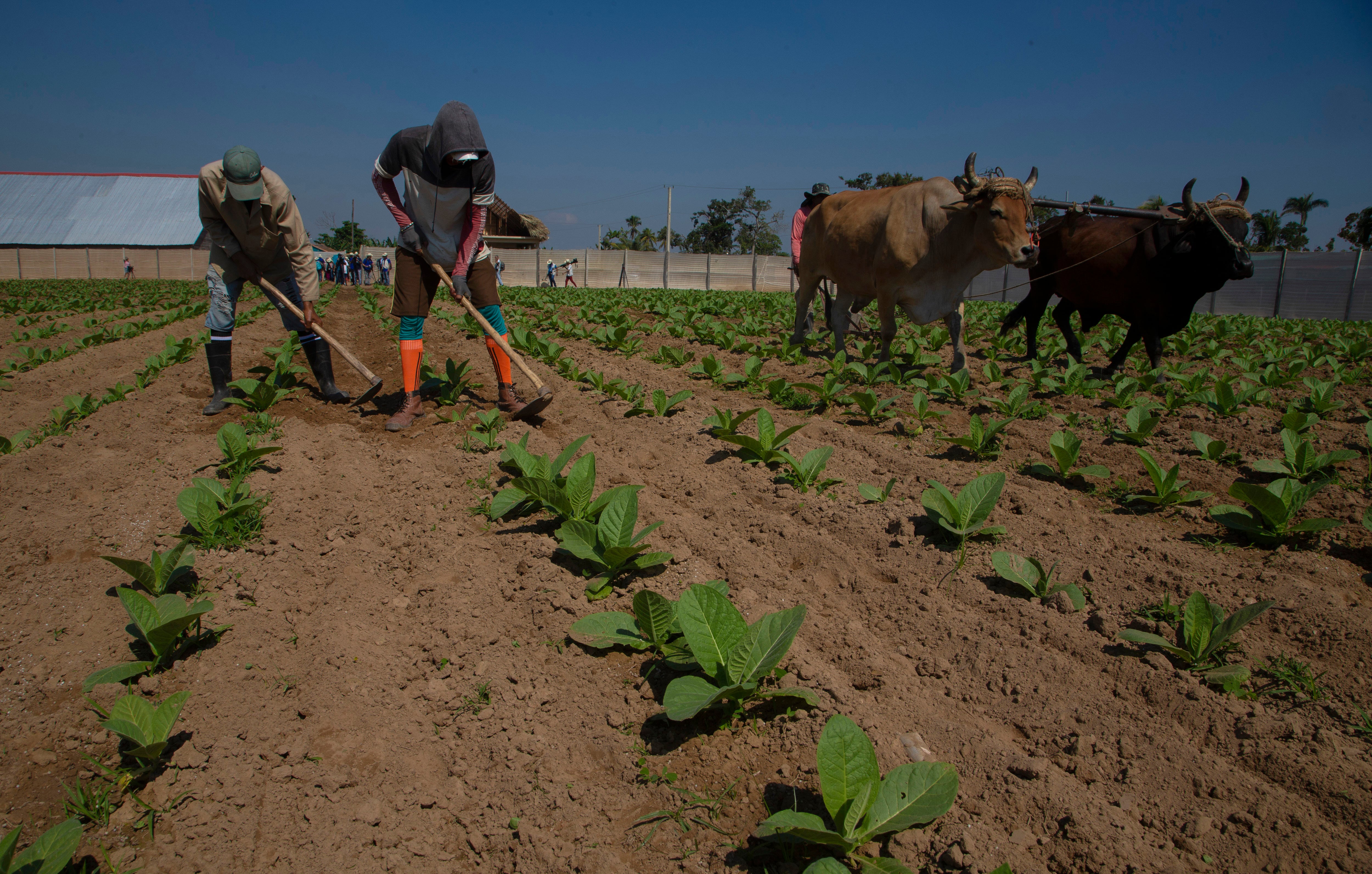 Trabajadores agrícolas trabajan en un campo de tabaco en una finca de la comunidad de La Coloma en Pinar del Río, Cuba (AP/Ismael Francisco)