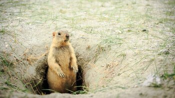 Groundhog - Marmota