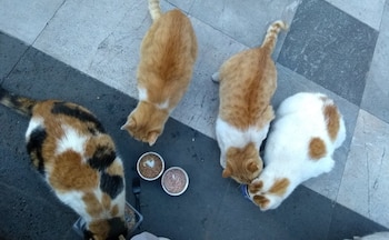 Algunos de los felinos responden