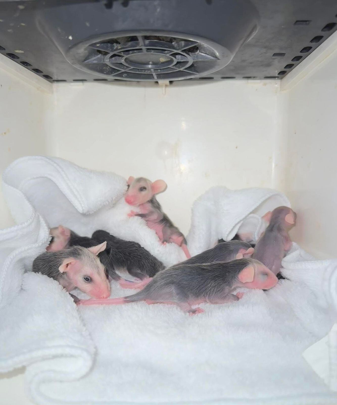 El centro enfrenta una etapa crítica mientras busca un nuevo espacio que cumpla con las normativas municipales. (Crédito: Facebook / North Texas Wildlife Center)