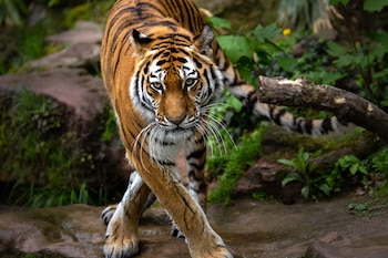 El tigre malayo es un